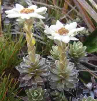 Edelweiss